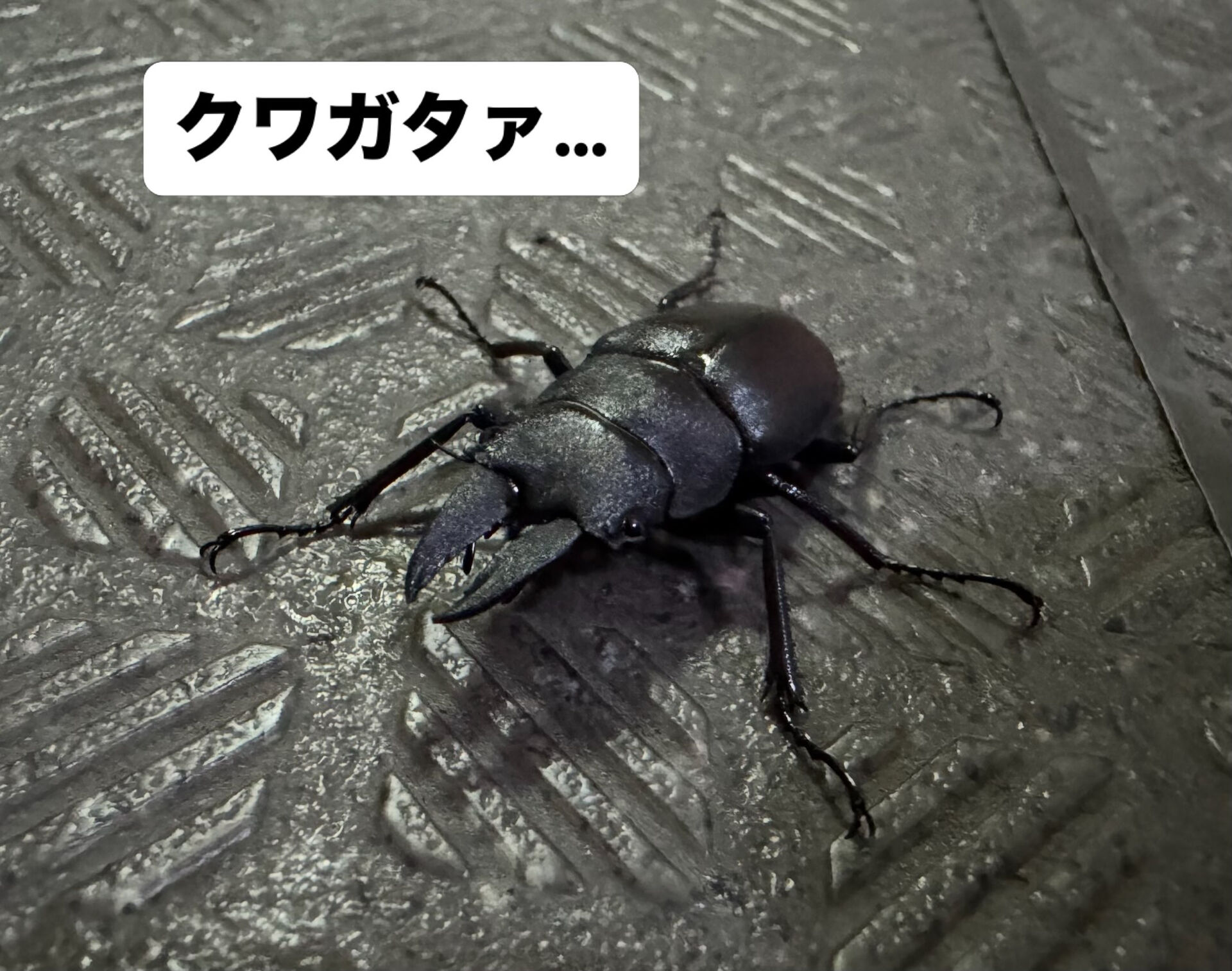 【町田 | 鞄修理 】 クワガタとコクワガタとタイヤ交換と 