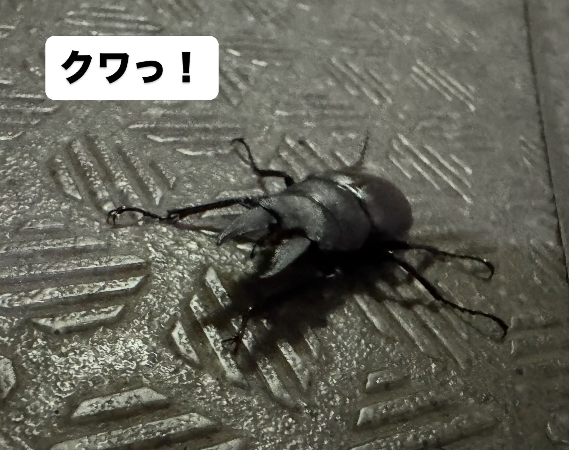 【町田 | 鞄修理 】 クワガタとコクワガタとタイヤ交換と 