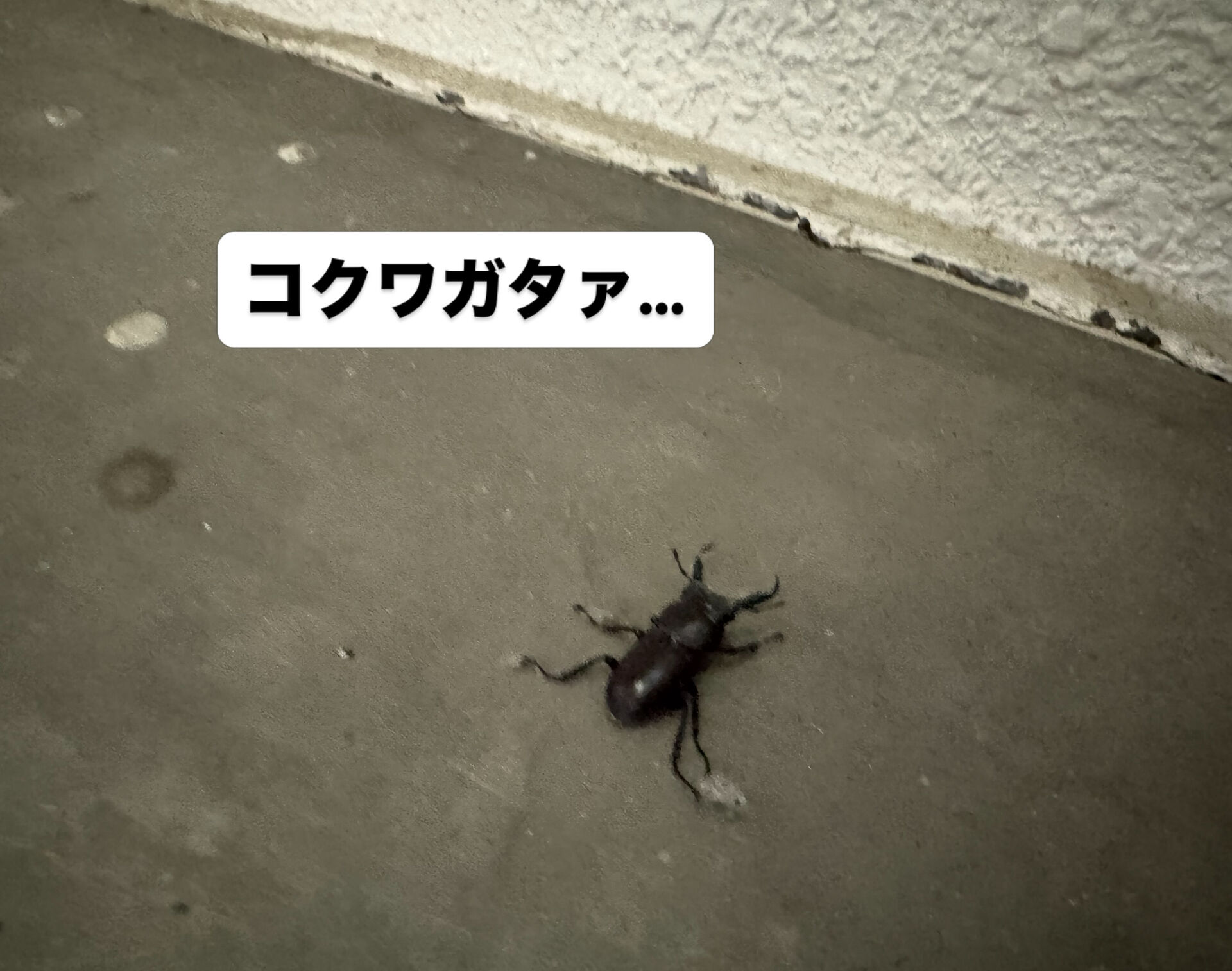 【町田 | 鞄修理 】 クワガタとコクワガタとタイヤ交換と 
