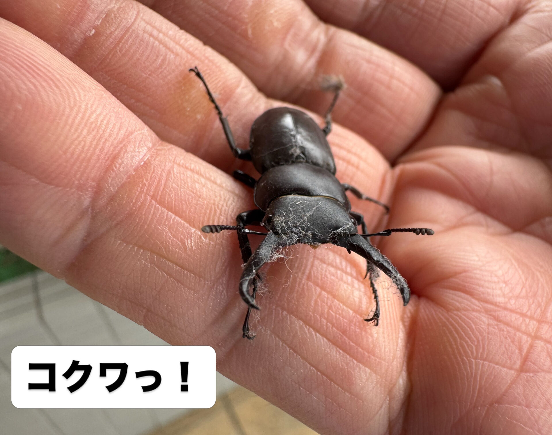 【町田 | 鞄修理 】 クワガタとコクワガタとタイヤ交換と 