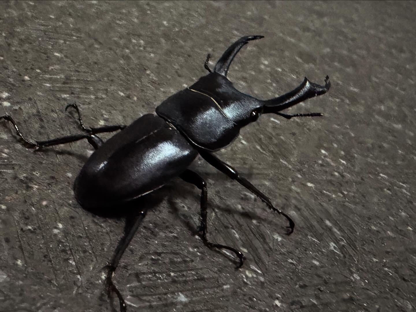 本日も修理、本日はクワガタ